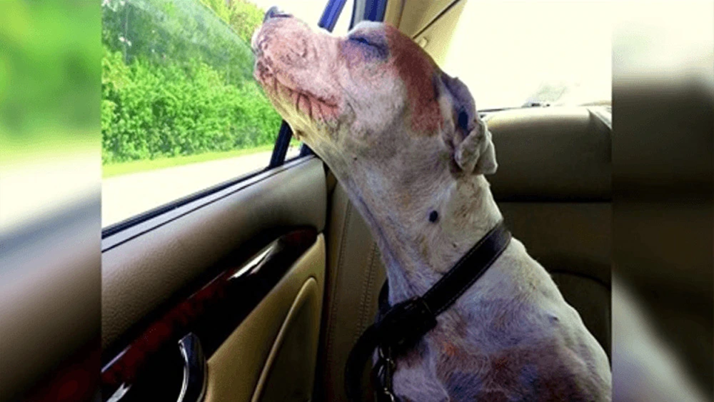 Girl Takes Her Dying Dog On One Last Car Ride, Dog's Face Makes Family Tear Up