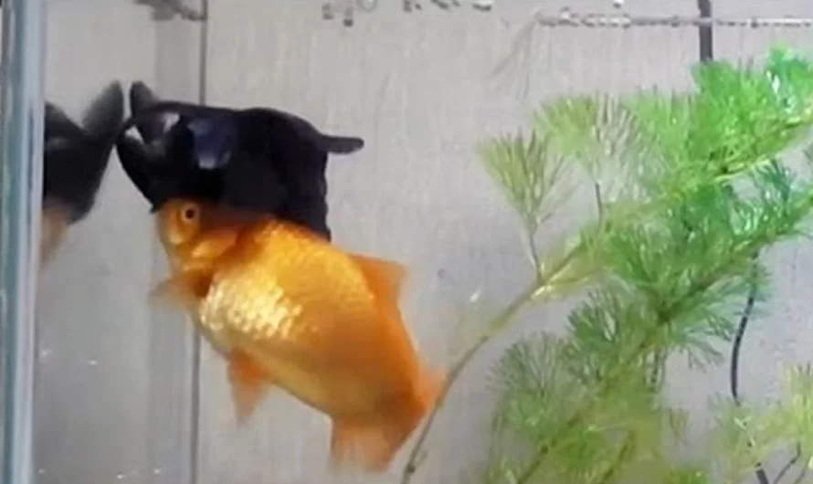Goldfish Assists His Friend Who Is Too Sick To Swim And Eat, Reveals That They Have Feelings Too
