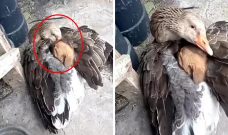 Goose Saves Stray Puppy From Very Cold Weather With Its Wings