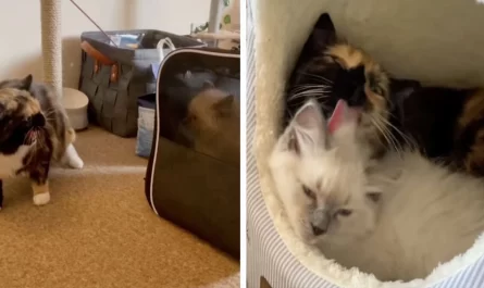 Grouchy Cat Has Total Change Of Heart When Family Brings Home A Kittycat