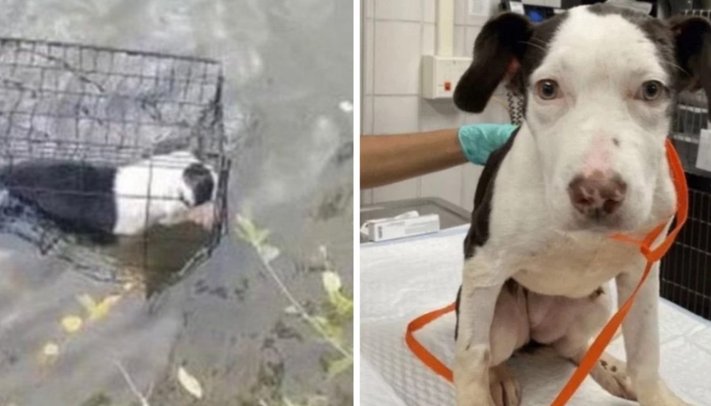 He went fishing and found a dog in the lake, caught in the cage. He required to get the dog out quickly