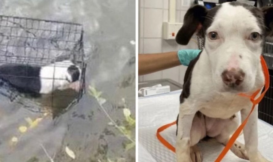 Dog trapped in cage in lake is rescued and overcomes her fear of water