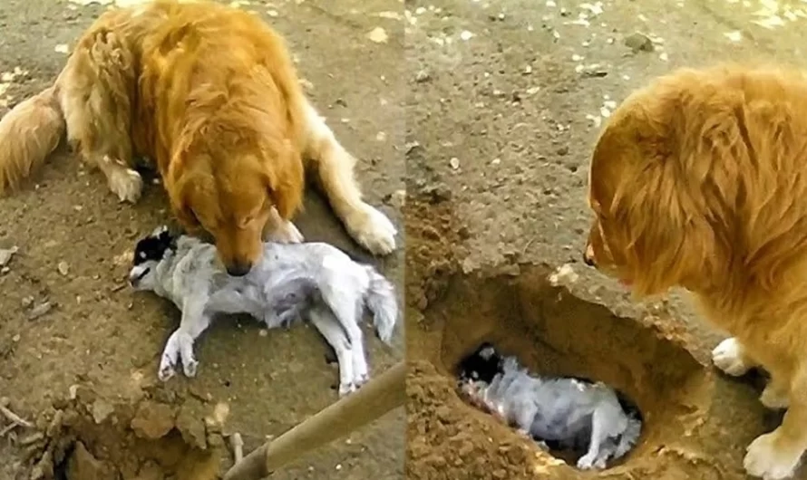 Heart broken Golden retriever does not wish to bury its friend