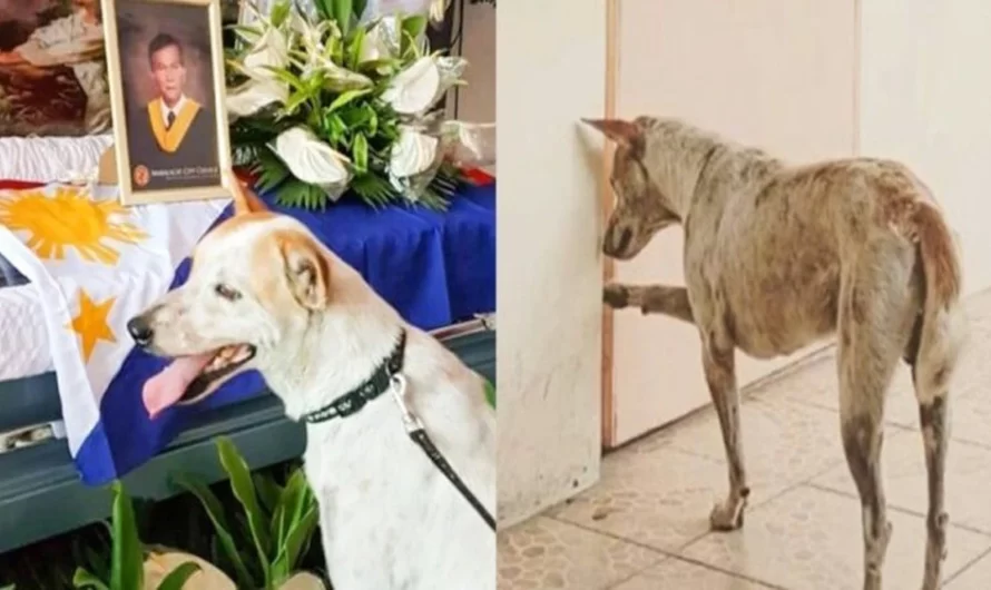 Here is one of the most heart touching goodbye story ever before between a loyal street puppy and his teacher.