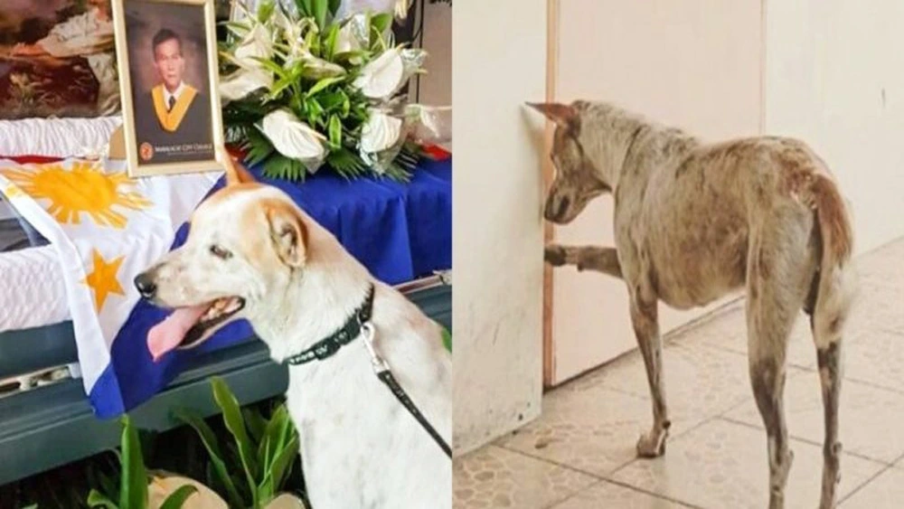 Here is one of the most heart touching goodbye story ever before between a loyal street puppy and his teacher.