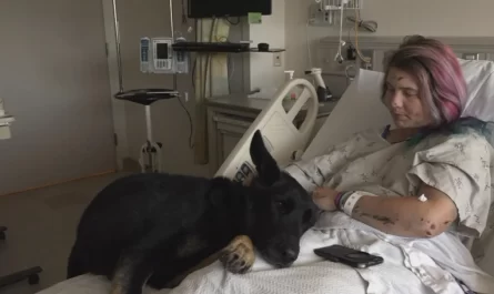 Hiker's Loyal Dog Rejects to Leave Her Side After She's Wounded in 300-Foot Fall