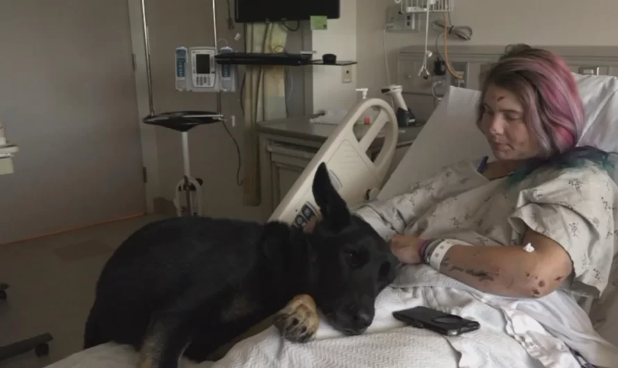 Hiker’s Loyal Dog Rejects to Leave Her Side After She’s Wounded in 300-Foot Fall