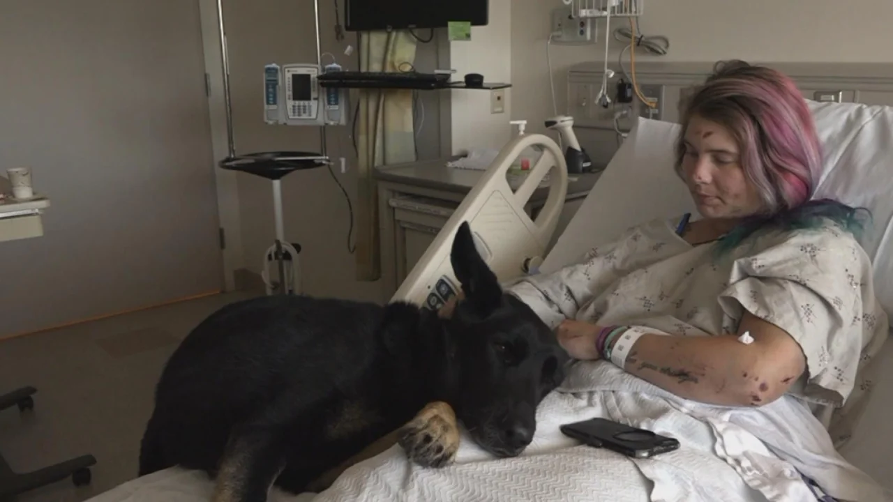 Hiker's Loyal Dog Rejects to Leave Her Side After She's Wounded in 300-Foot Fall