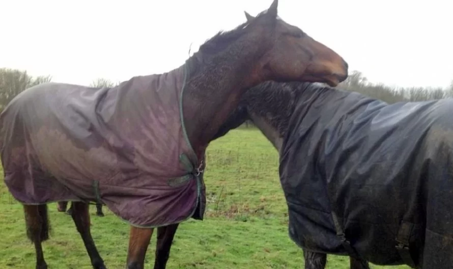 Horse Sees His Friend After 4 Long Years, And They Begin Running Together Once Again
