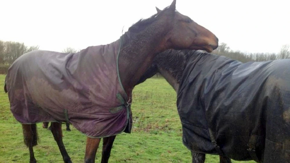 Horse Sees His Friend After 4 Long Years, And They Begin Running Together Once Again