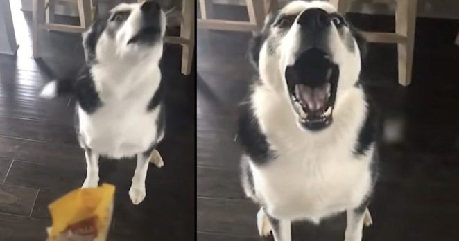 Husky Is Scolded For The Mess On The Floor, So He Lashes Out Like A Child