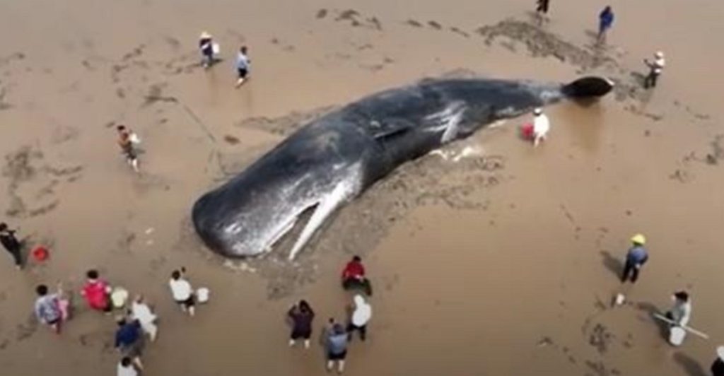 Intense, 20 Hr Long Rescue Of A Sperm Whale To Make It Swim Free One More Day In The Sea_11zon