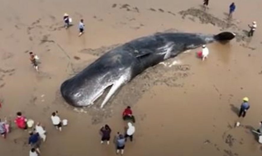 Intense, 20 Hr Long Rescue Of A Sperm Whale To Make It Swim Free One More Day In The Sea