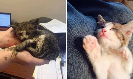 Kitten Makes Incredible Change After Being Rescued From Freezing Mud