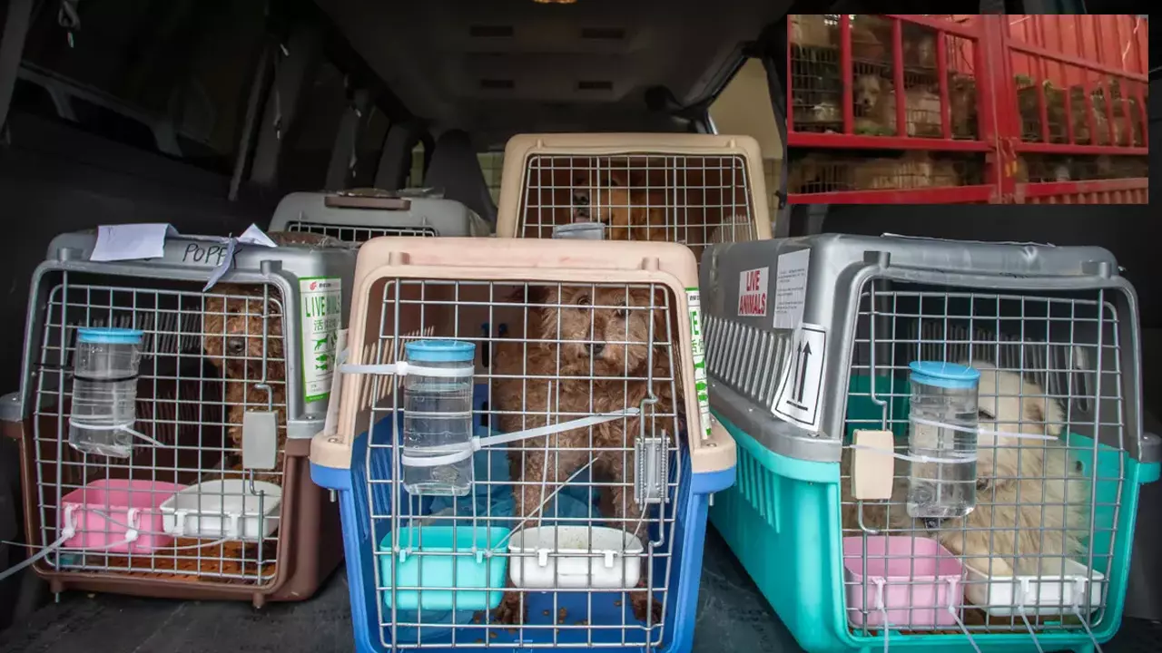 386 dogs saved from truck heading to China dog meat festival