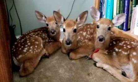 Lady leaves back door open during storm, only to find three deer seeking shelter inside