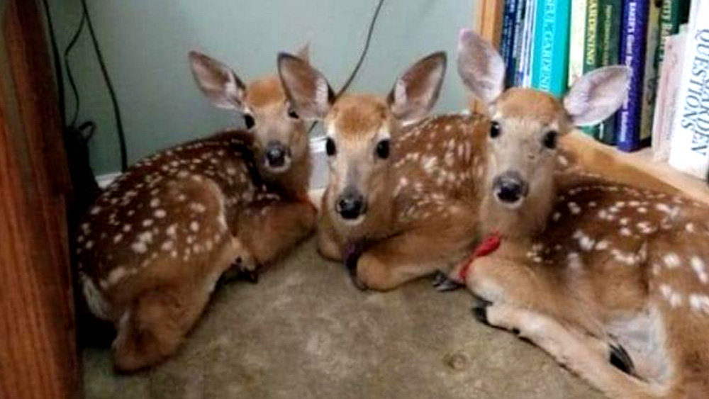 Lady leaves back door open during storm, only to find three deer seeking shelter inside