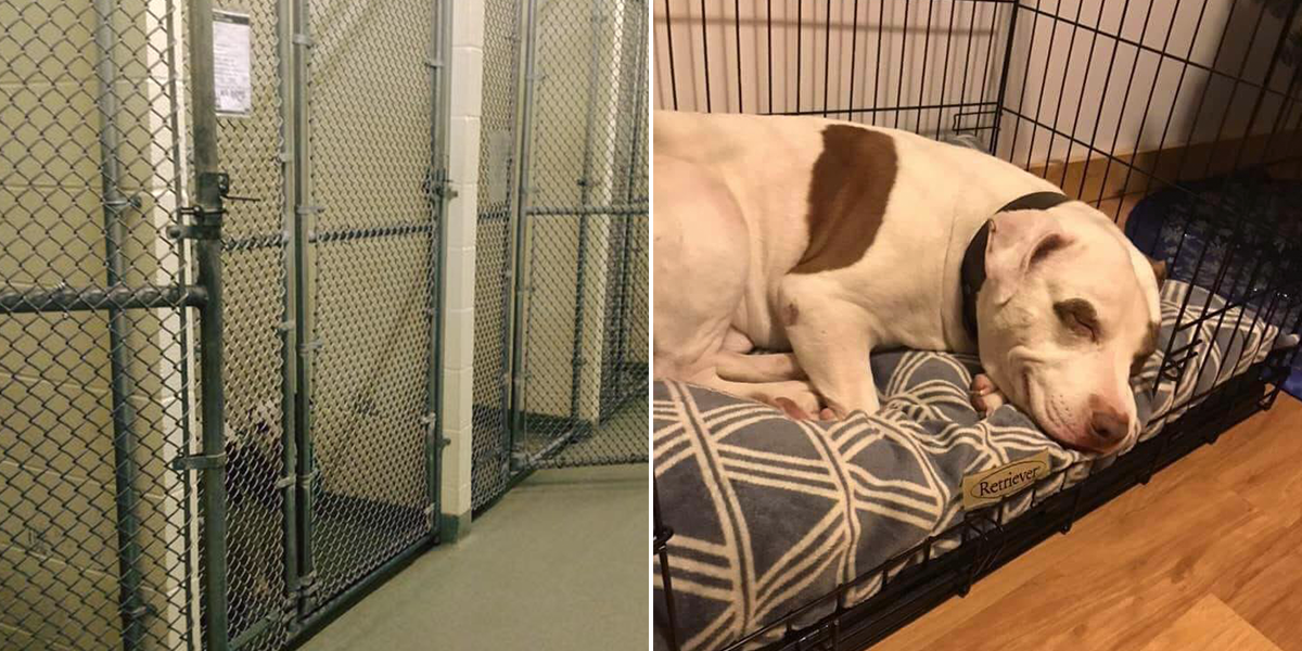 Last Dog Left In Sanctuary Finally Smiles When He Goes Home