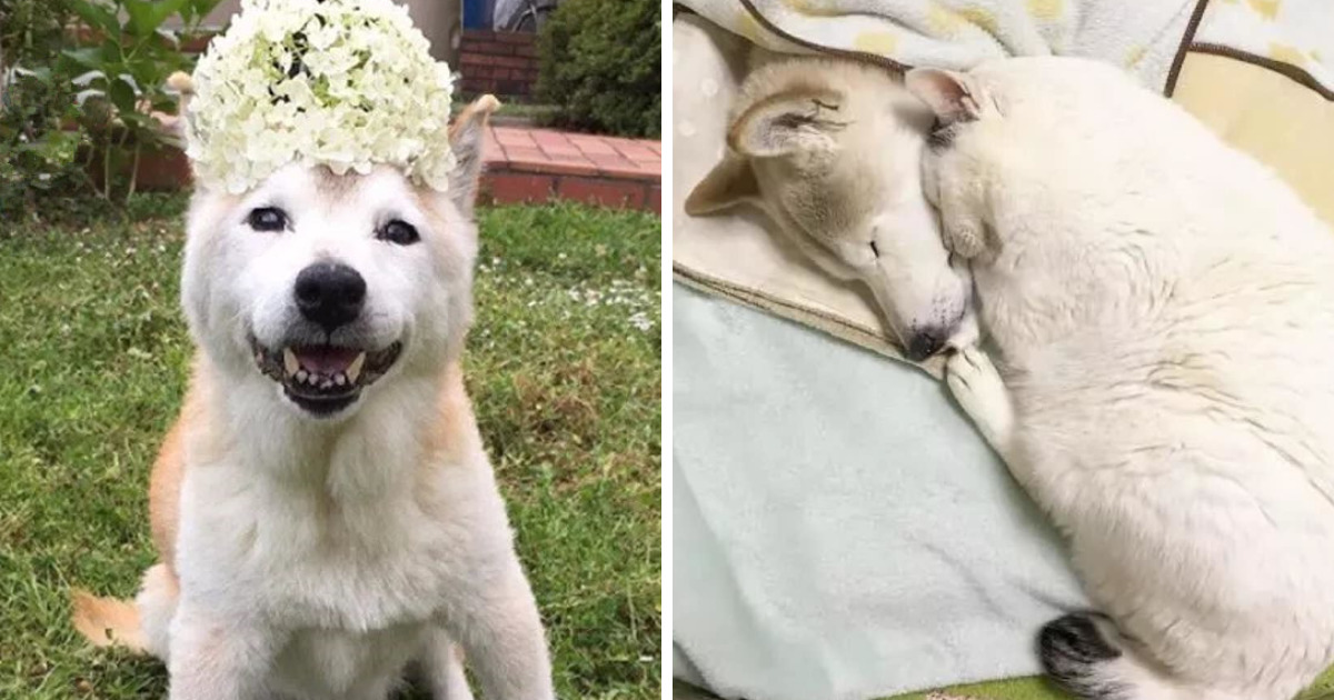 Leaving His Best Cat Friend Alone, The Dog With Alzheimer Went To Paradise ...