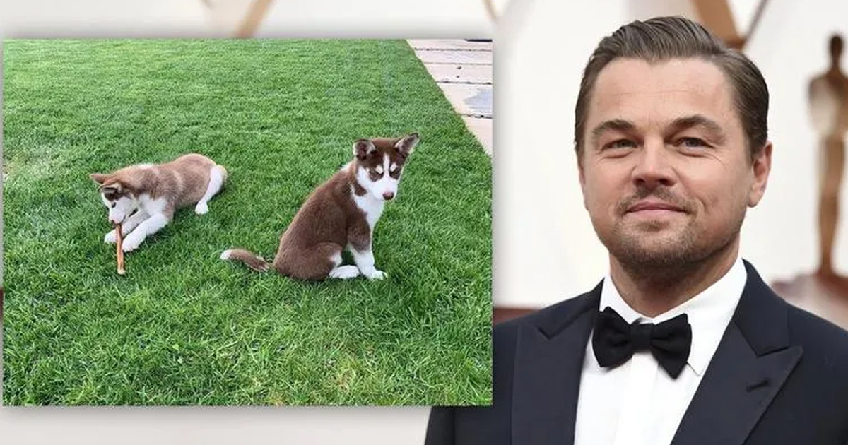 Leonardo DiCaprio Rescued His Dogs from Sinking in a Frozen Lake While Filming Do Not Look Up
