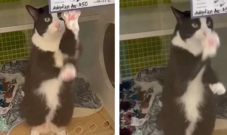 Lonely Shelter Cat Spends Months Waving At Everybody Who Walks By