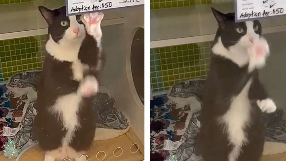 Lonely Shelter Cat Spends Months Waving At Everybody Who Walks By