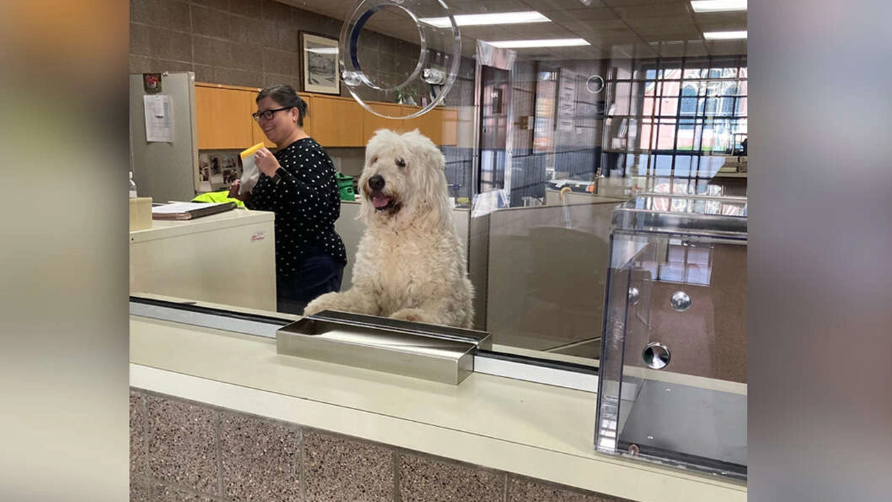 Lost Dog Hauled Into Police Station Is Pretty Sure He Works There Now