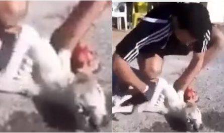 Man Brings Dog Back To Life By Performing CPR