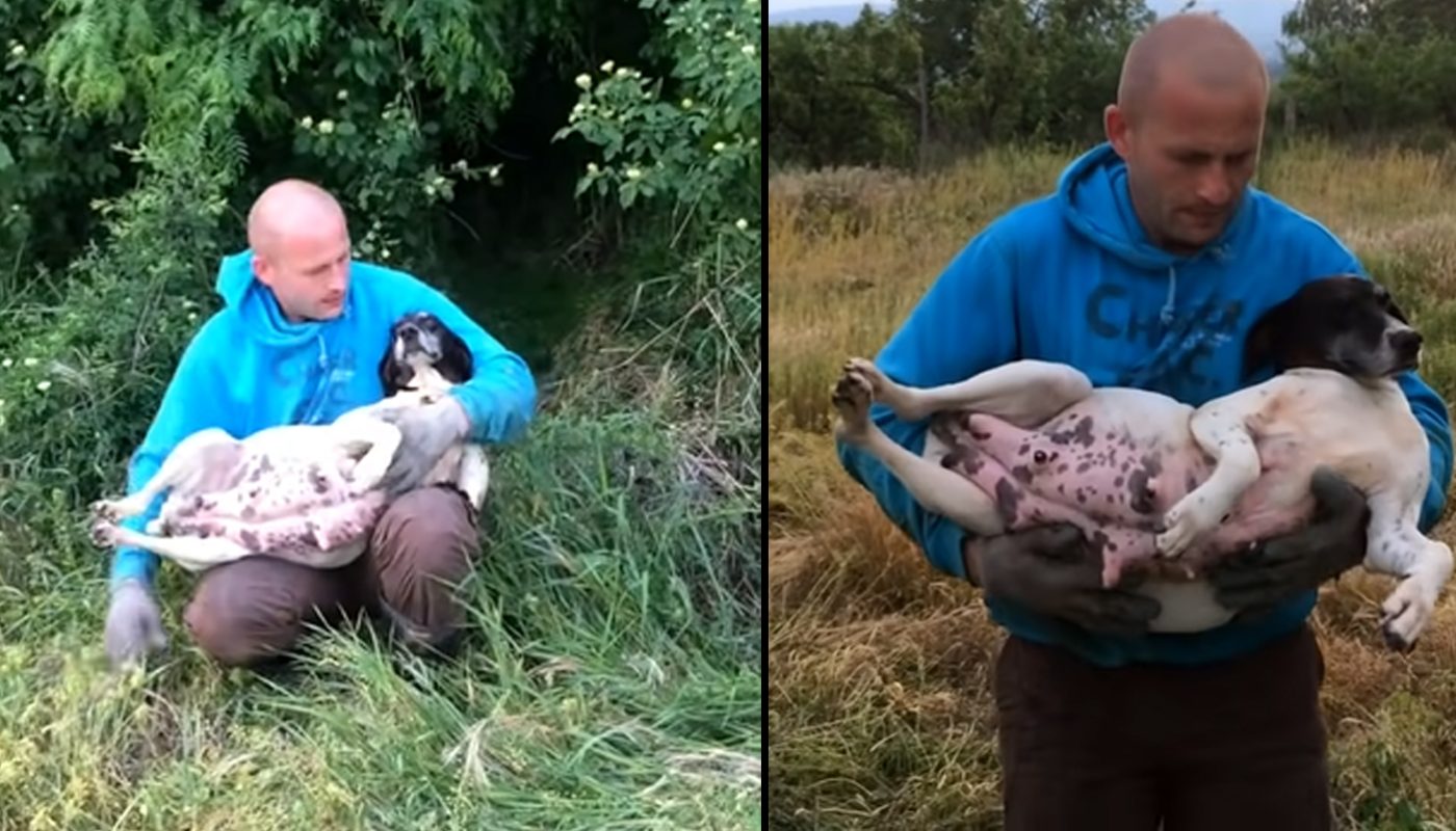 Man Finds Pregnant Stray Dog In Bushes And Rushes To Rescue Her Before She Gives Birth