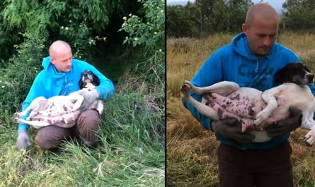 Man Finds Pregnant Stray Dog In Bushes And Rushes To Rescue Her Before She Gives Birth