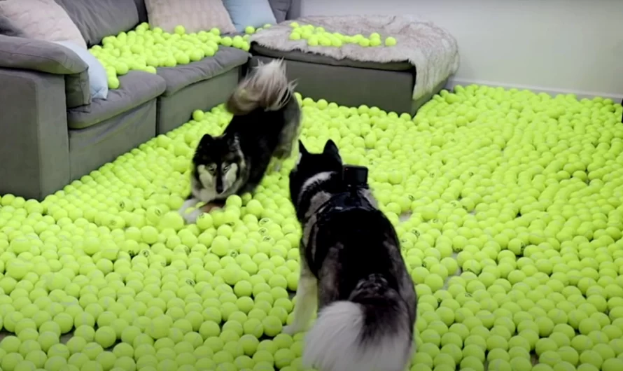 Man leaves dogs home alone with 2,000 tennis balls and films their adorable reactions