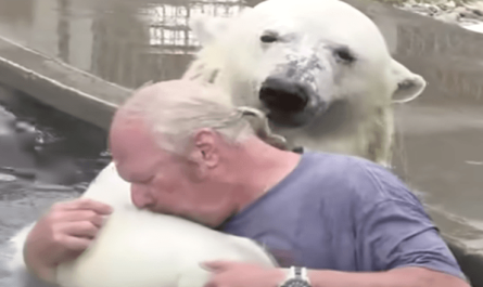 Man swims with a Polar Bear that he had increased for over twenty years!