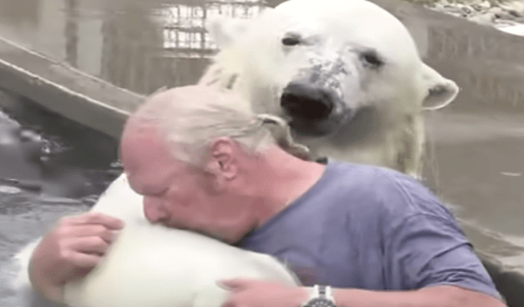 Man swims with a Polar Bear that he had increased for over twenty years!