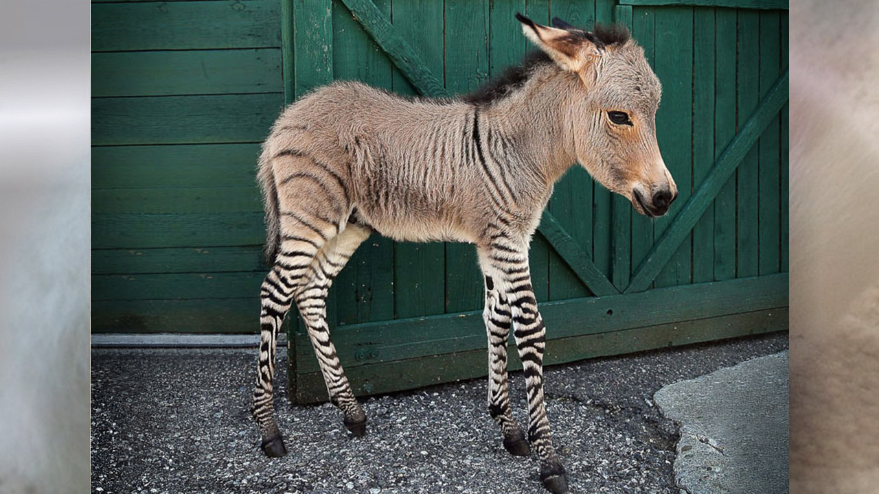 Meet Ippo, The Cute Zonkey Who is Half Zebra, Half Donkey
