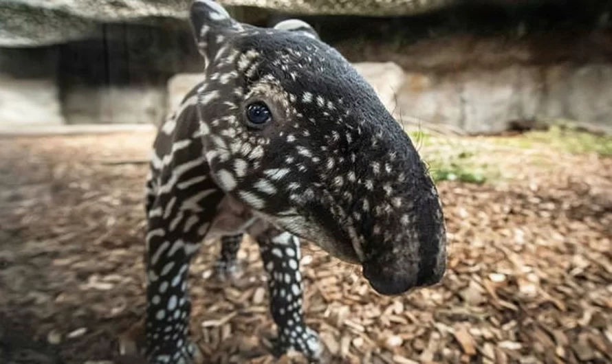 Meet Rony: A Extremely Unusual And Extremely Adorable Malayan Tapir