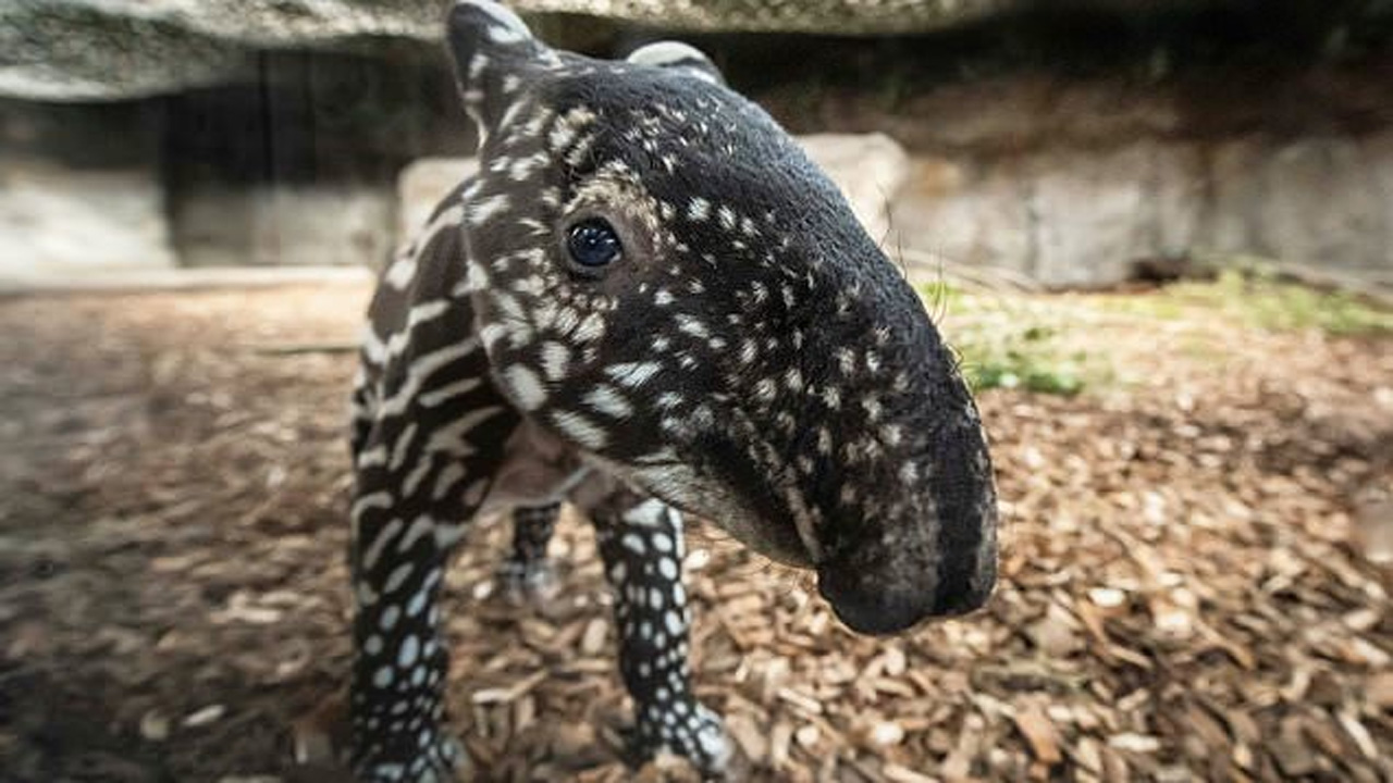 Meet Rony A Extremely Unusual And Extremely Adorable Malayan Tapir
