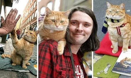 Meet The Ginger Cat Bob Who Changed A Homeless Man's Whole Life