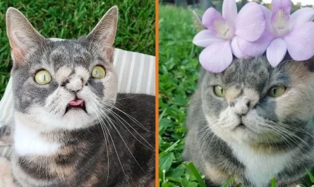 Meet Willow, The Adorable Stray With Down Syndrome That Was Saved From Being Put Down