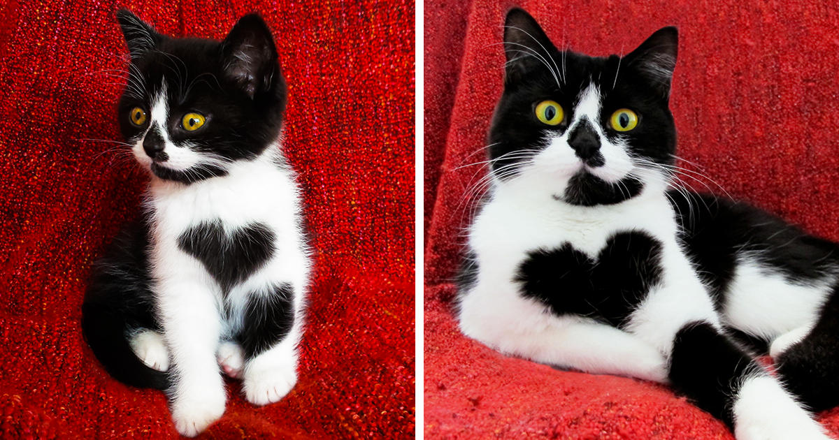 Meet Zoë, The Cat Who Actually Puts On Her Heart On Her Chest