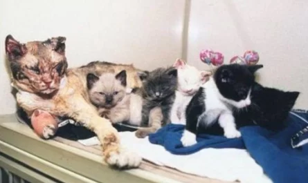 Mother Cat runs into burning building 5 times to rescue her Kittens