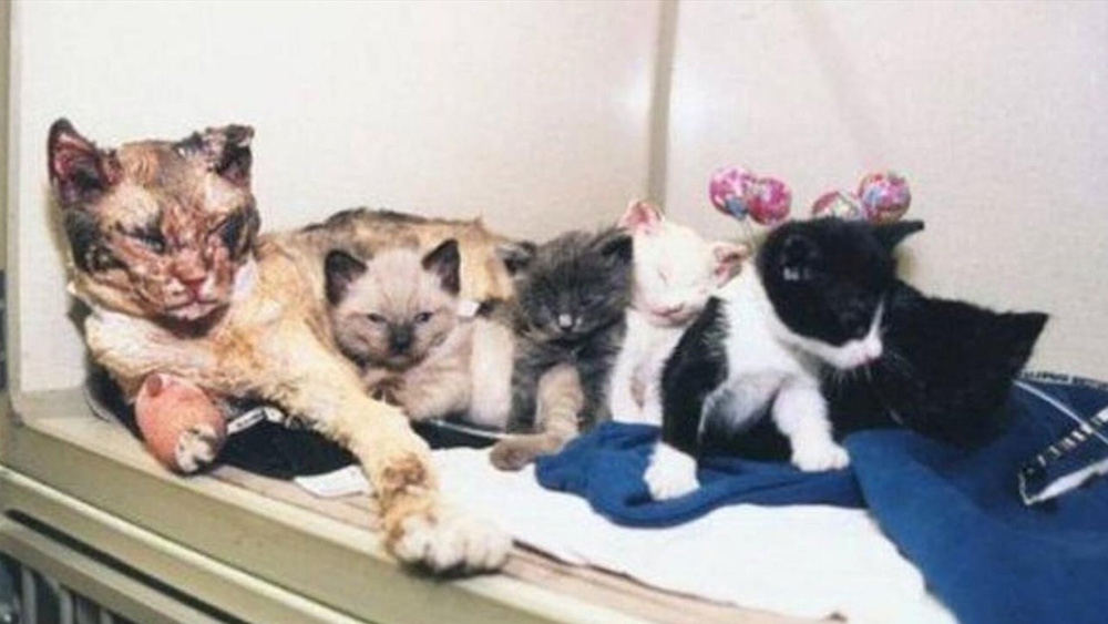 Mother Cat runs into burning building 5 times to rescue her Kittens