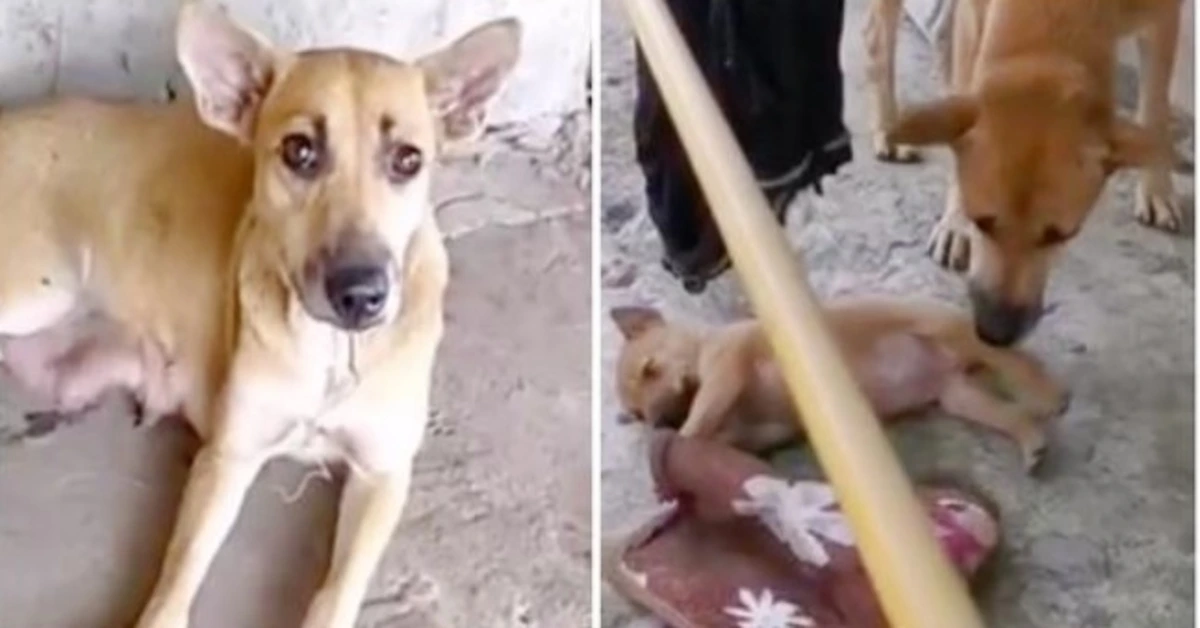 Mother Dog In Pain Continues Nursing Babies Despite Fishing Hook Stuck To Her Lip