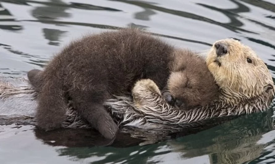 Mother Nutria Maintains Her Puppy Dry On Her Tummy