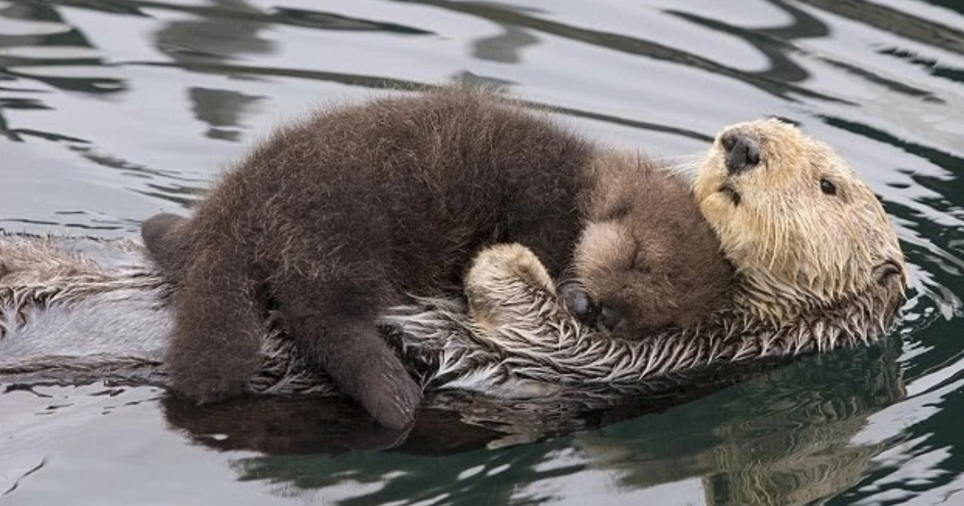 Mother Nutria Maintains Her Puppy Dry On Her Tummy