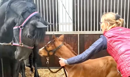 Mother horse lost her baby then melts 26M hearts after 'adopting' orphaned foal (1)