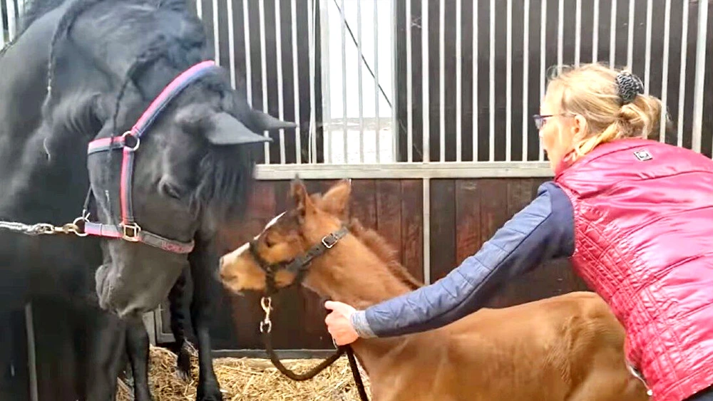 Mother horse lost her baby then melts 26M hearts after 'adopting' orphaned foal (1)