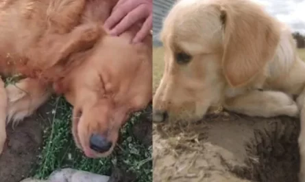 Poor pup collects her puppies that died in labor and do not want to let them go