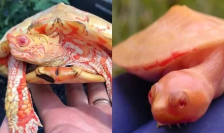 Obviously, the remarkable albino turtles appear like fiery dragons