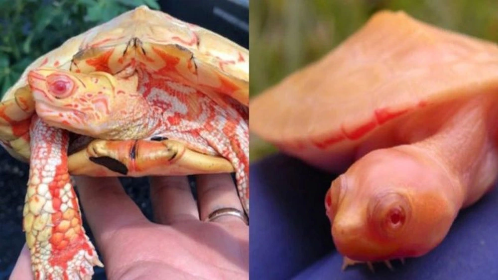 Obviously, the remarkable albino turtles appear like fiery dragons