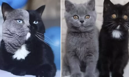 Cat With A Bicolor Face Is The Dad Of 2 Kitties Who Shared Their Colors